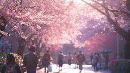 (Strong Piano start) (3) 卒業式　Japan Spring 3